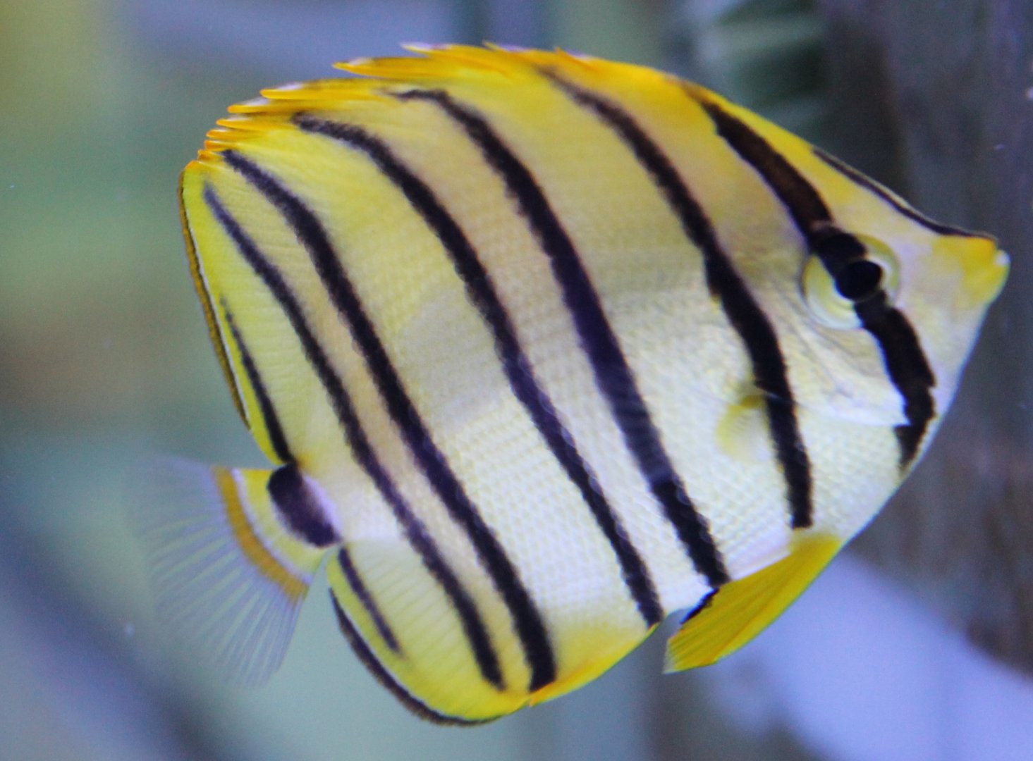 Chaetodon octofasciatus - Eightband butterflyfish