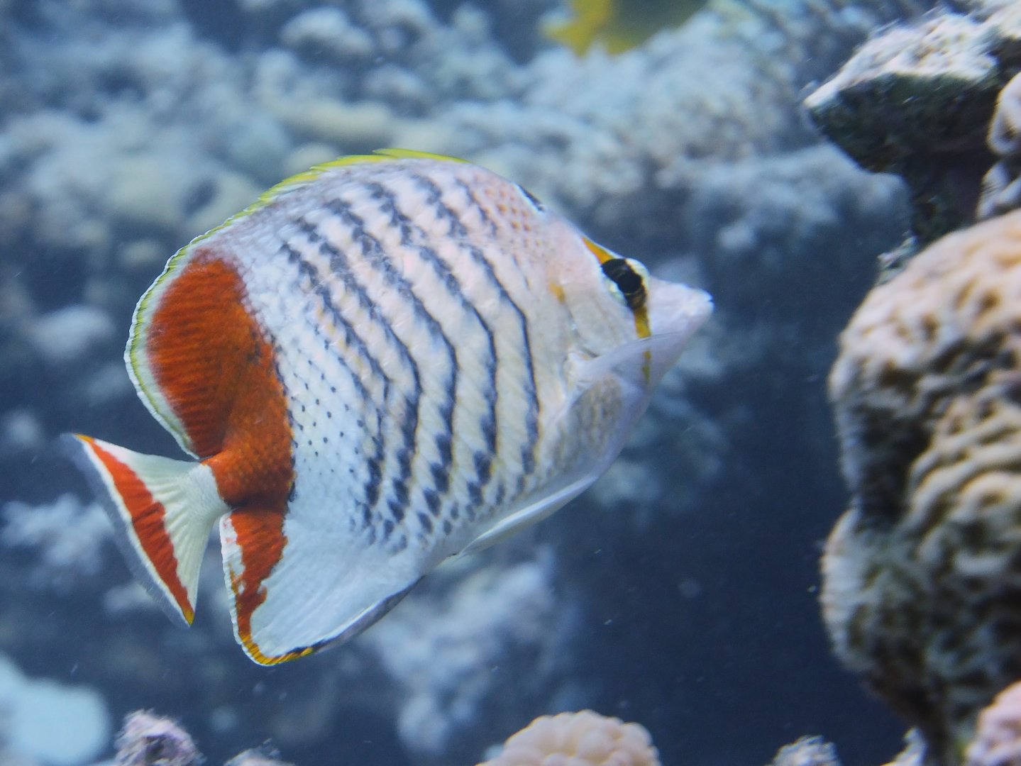 Chaetodon paucifasciatus