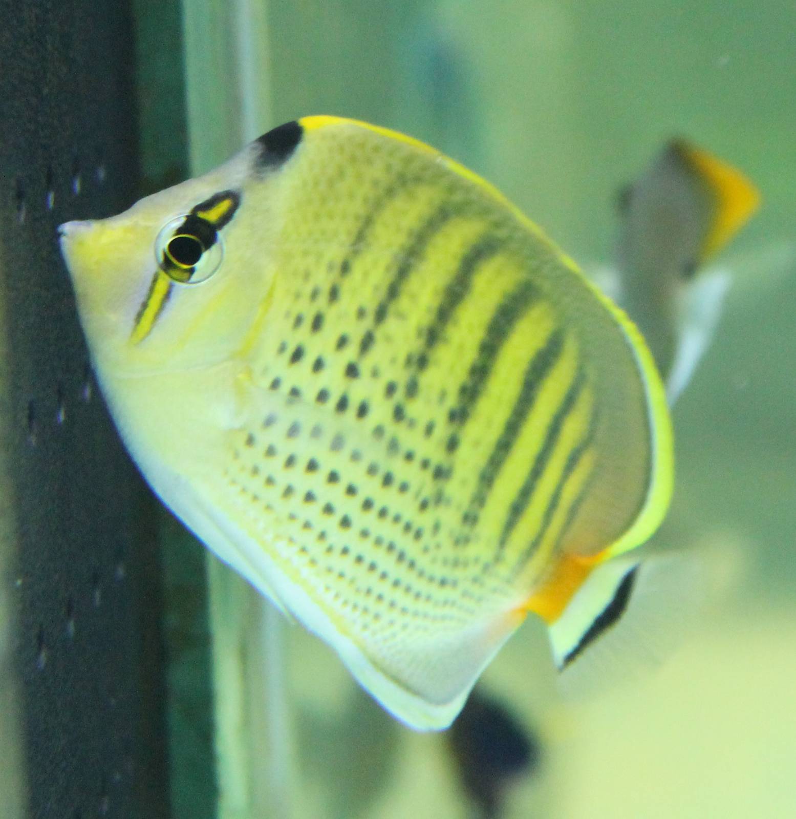 Chaetodon punctatofasciatus.