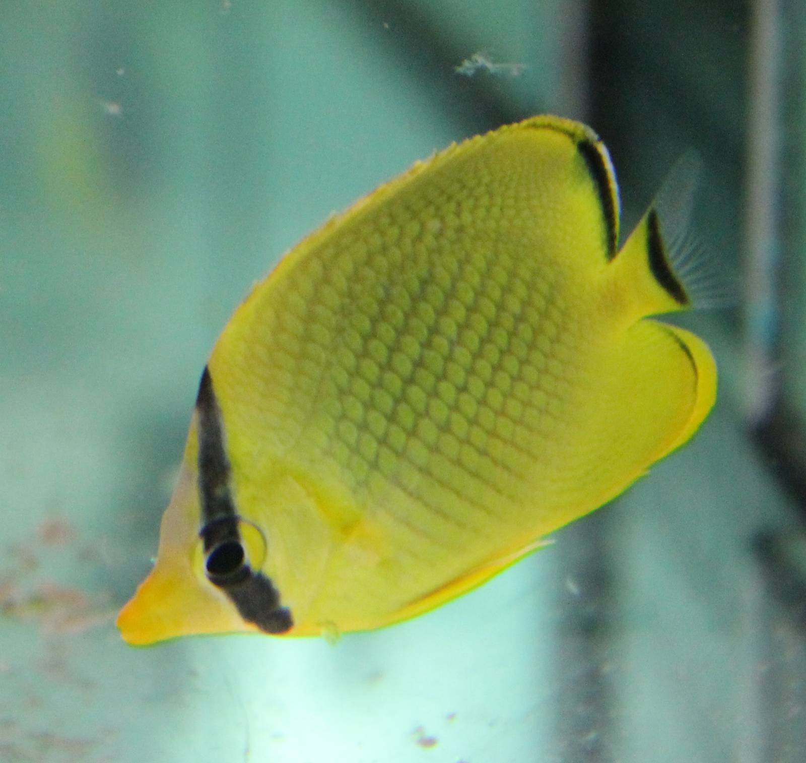 Chaetodon rafflesi