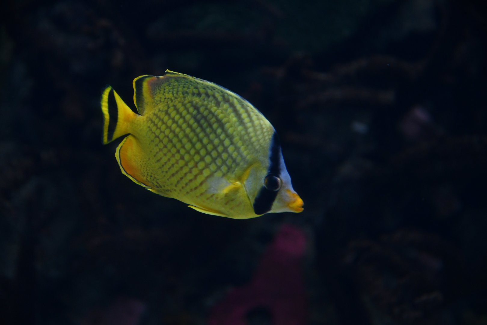 Chaetodon rafflesii