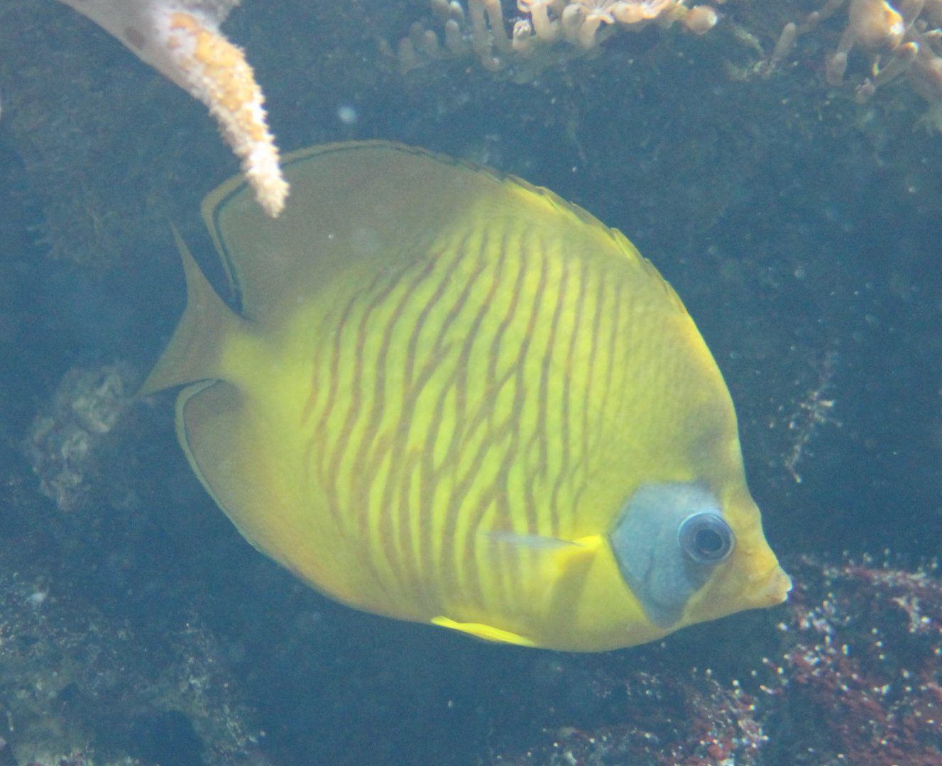 Chaetodon semilarvatus - Blue-cheeked butterflyfish
