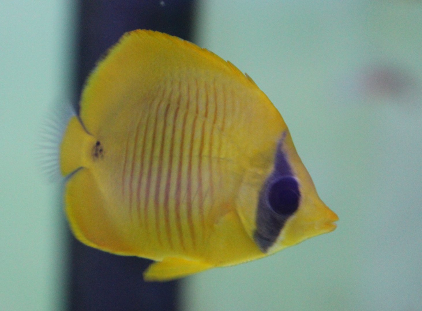 Chaetodon semilarvatus - juvenile