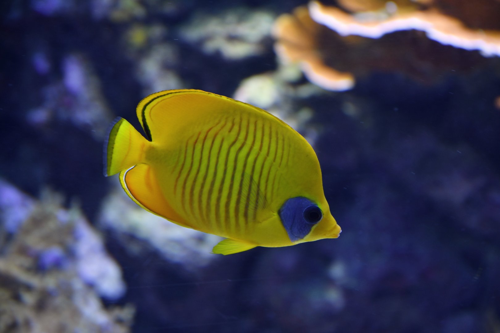 Chaetodon semilarvatus