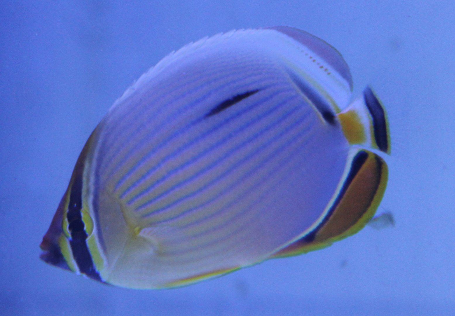 Chaetodon trifasciatus