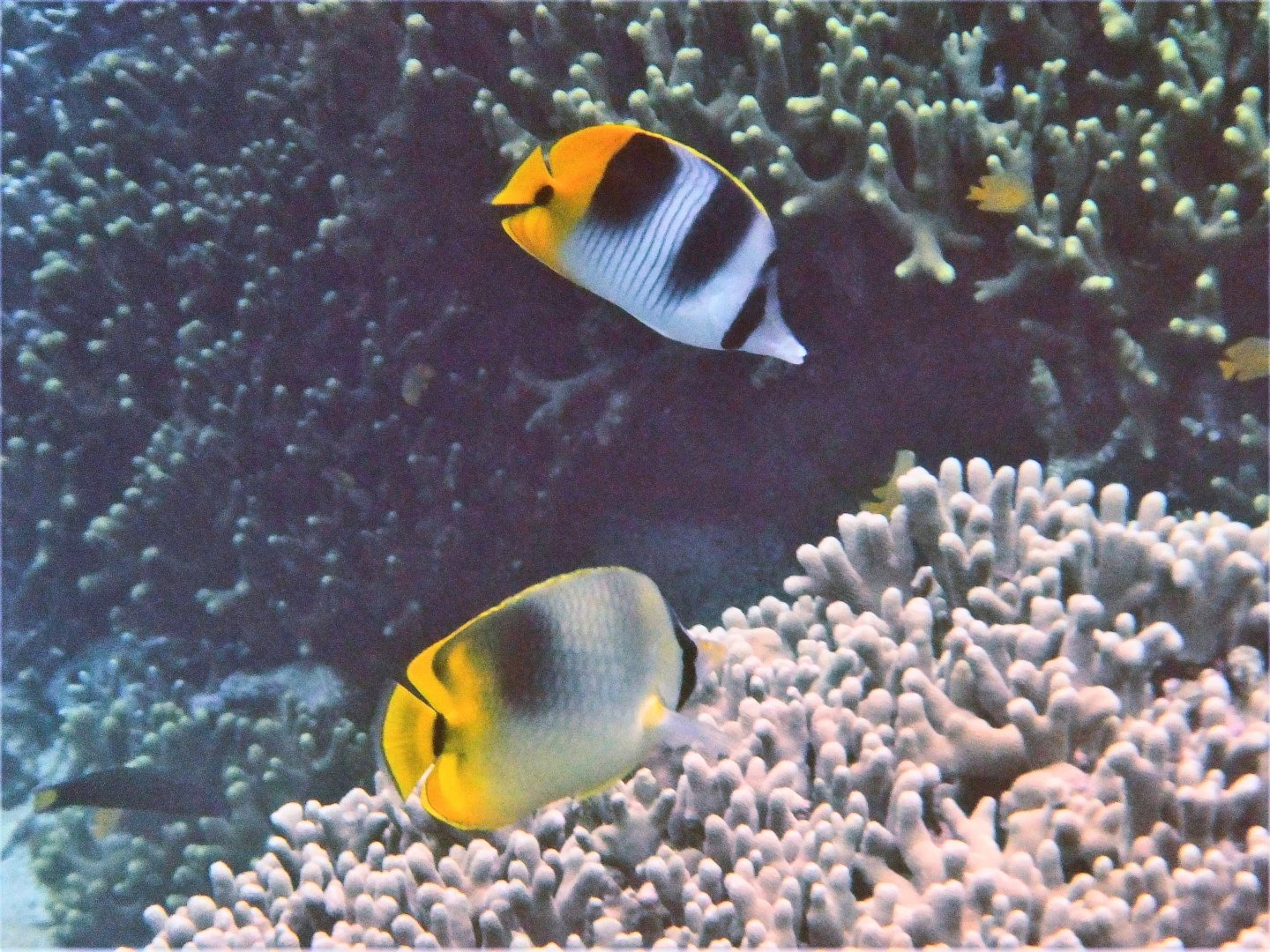 Chaetodon ulietensis and possible hybrid