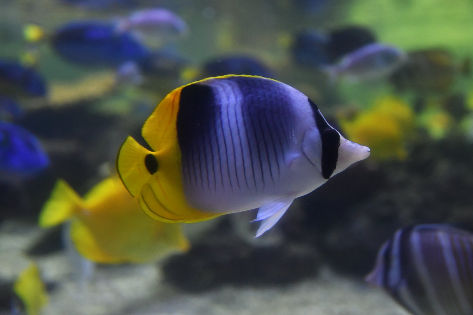 Chaetodon ulietensis