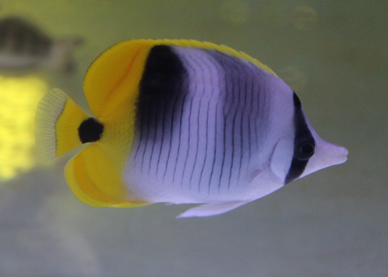 Chaetodon ulietensis