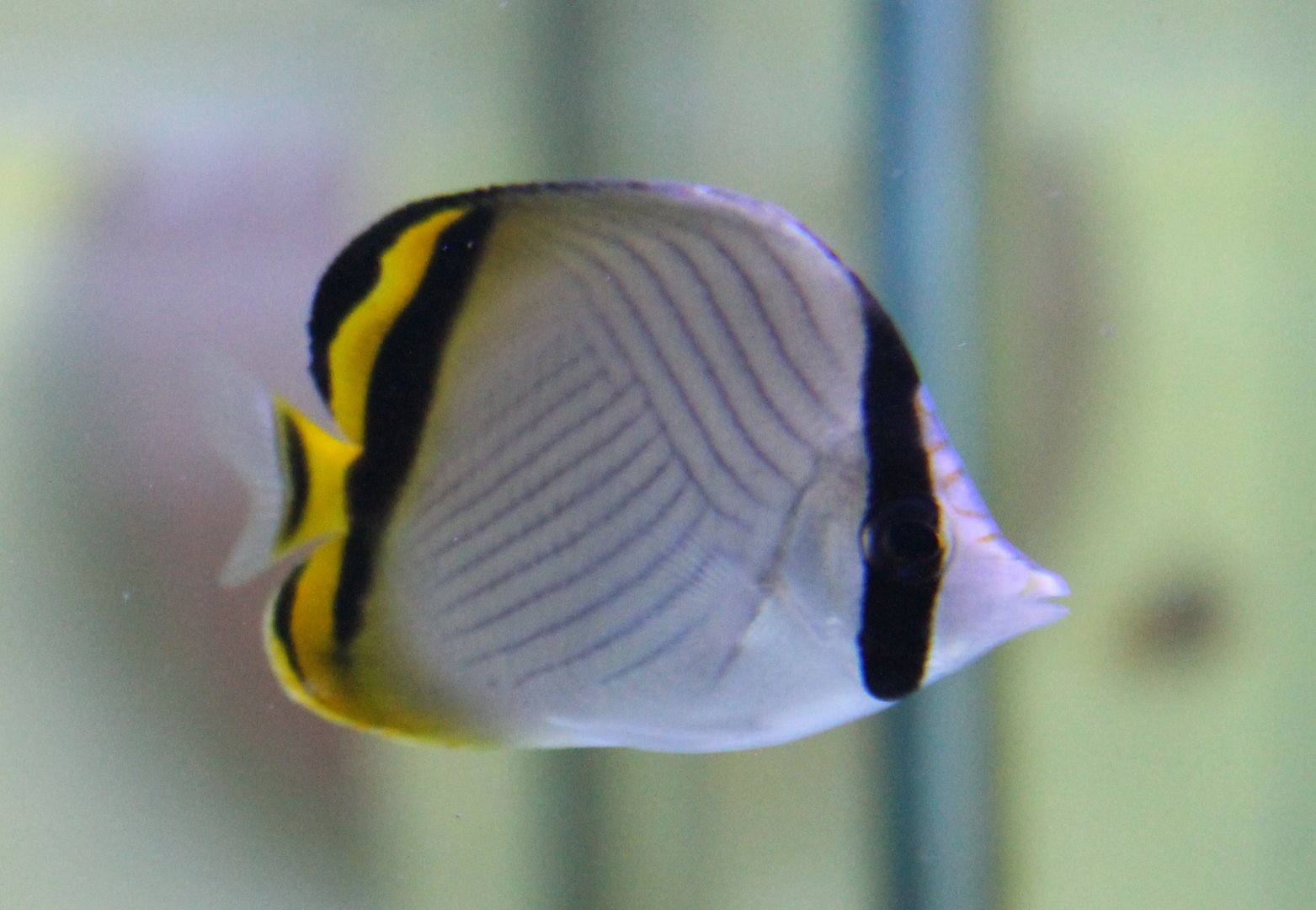 Chaetodon vagabundus - Vagabond butterflyfish