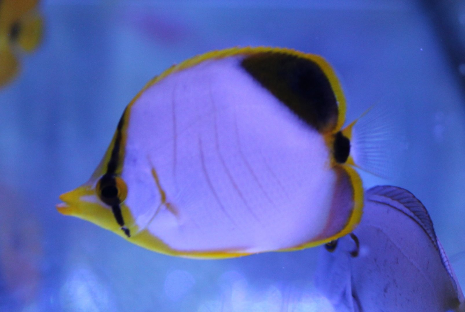 Chaetodon xanthocephalus - juvenile