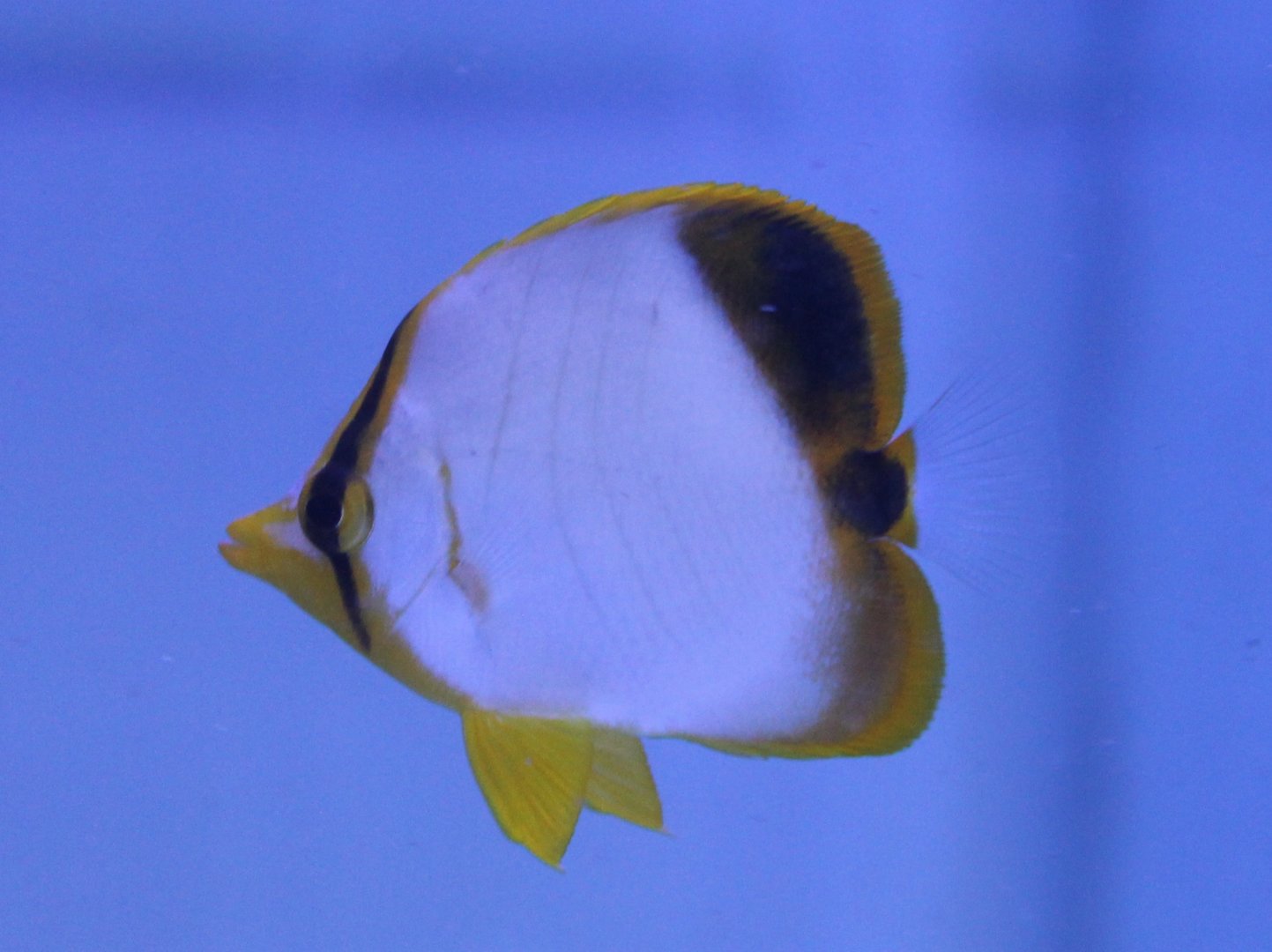 Chaetodon xanthocephalus