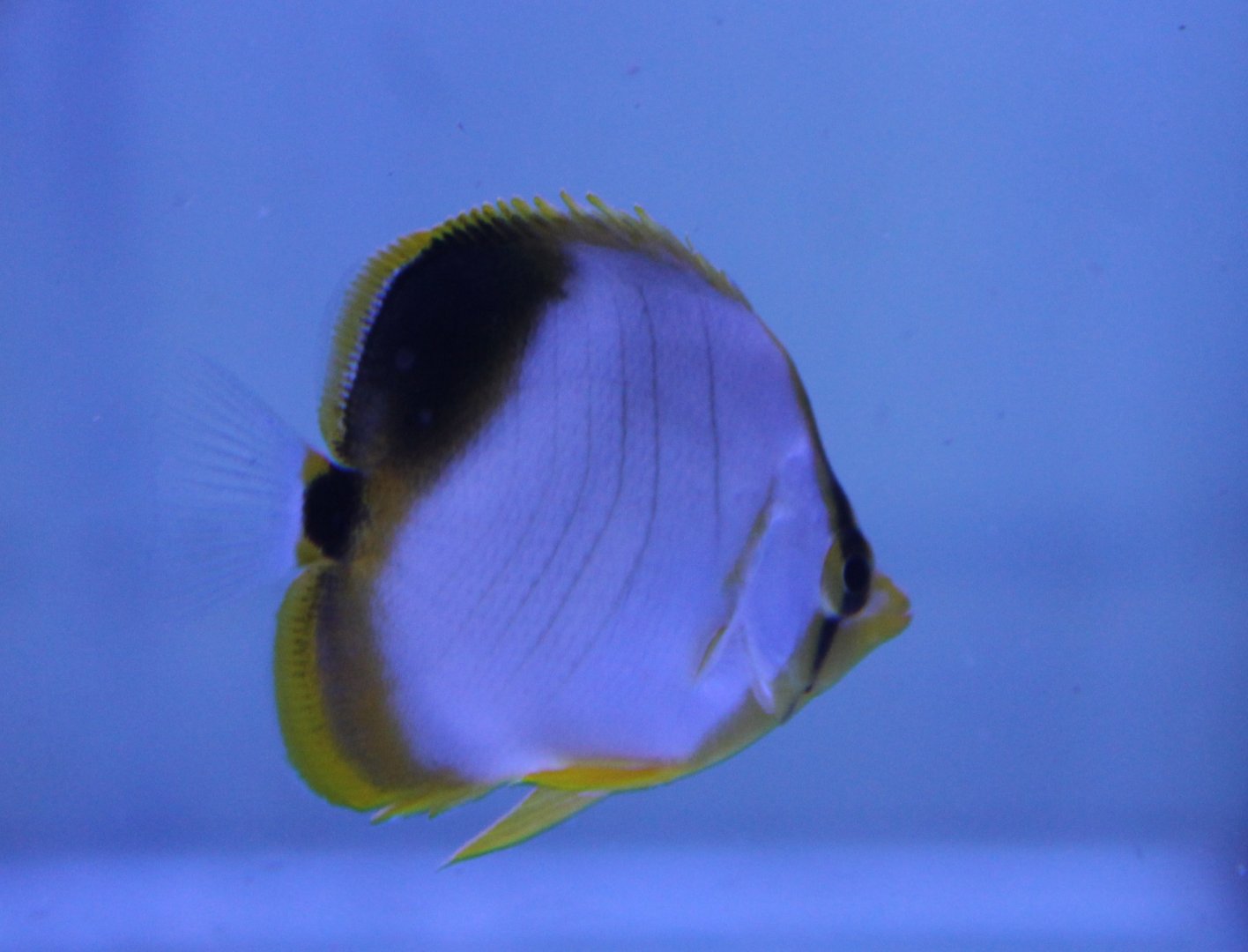 Chaetodon xanthocephalus