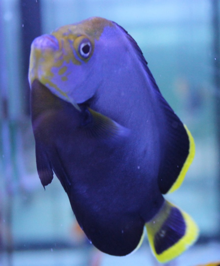 Chaetodontoplus melanosoma