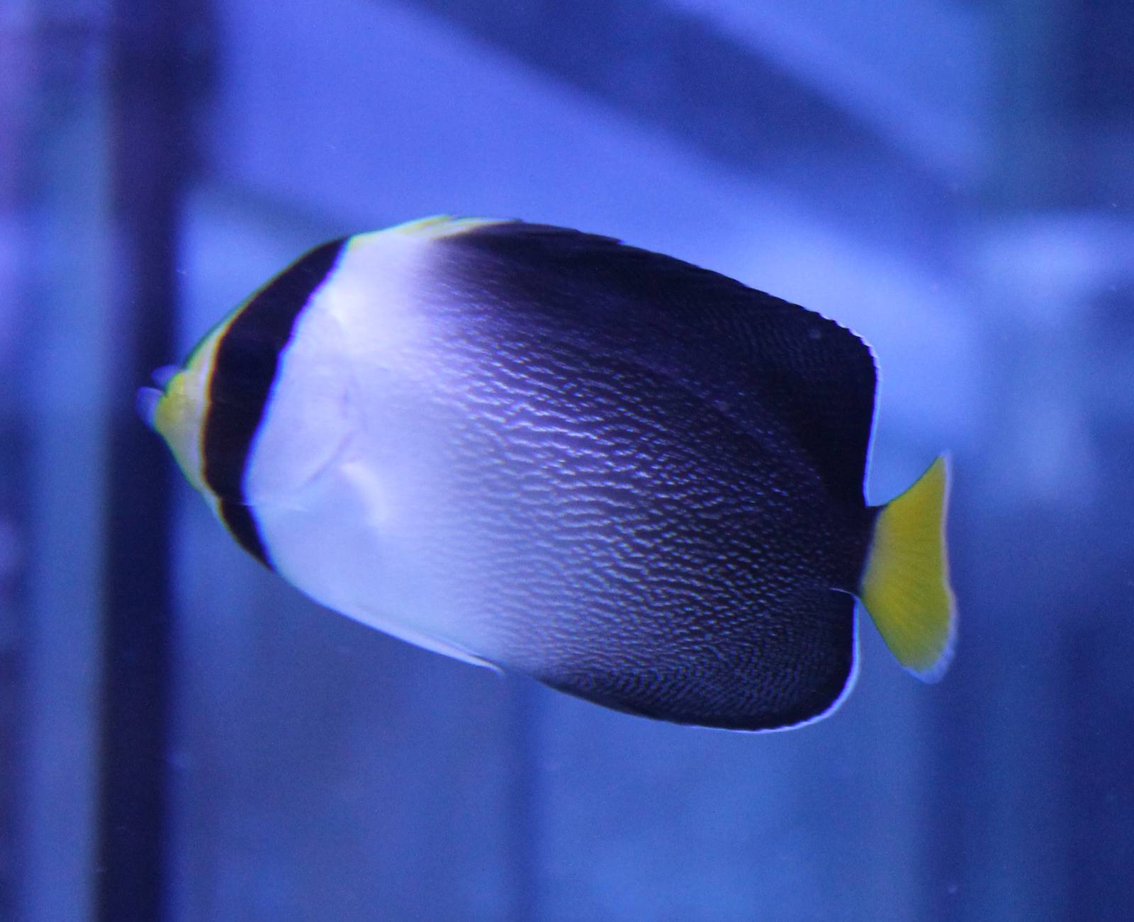 Chaetodontoplus mesoleucus