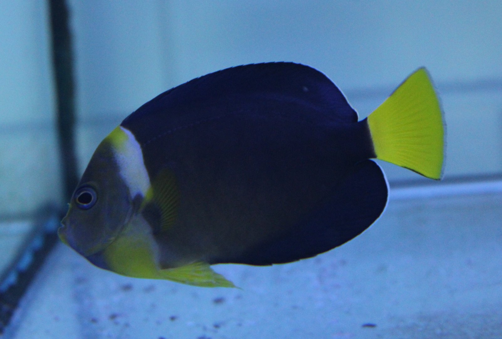 Chaetodontoplus personifer