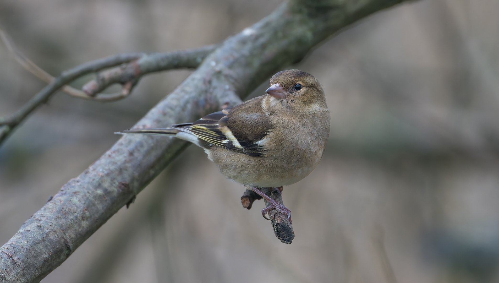 Chaffinch (f), wild, UK