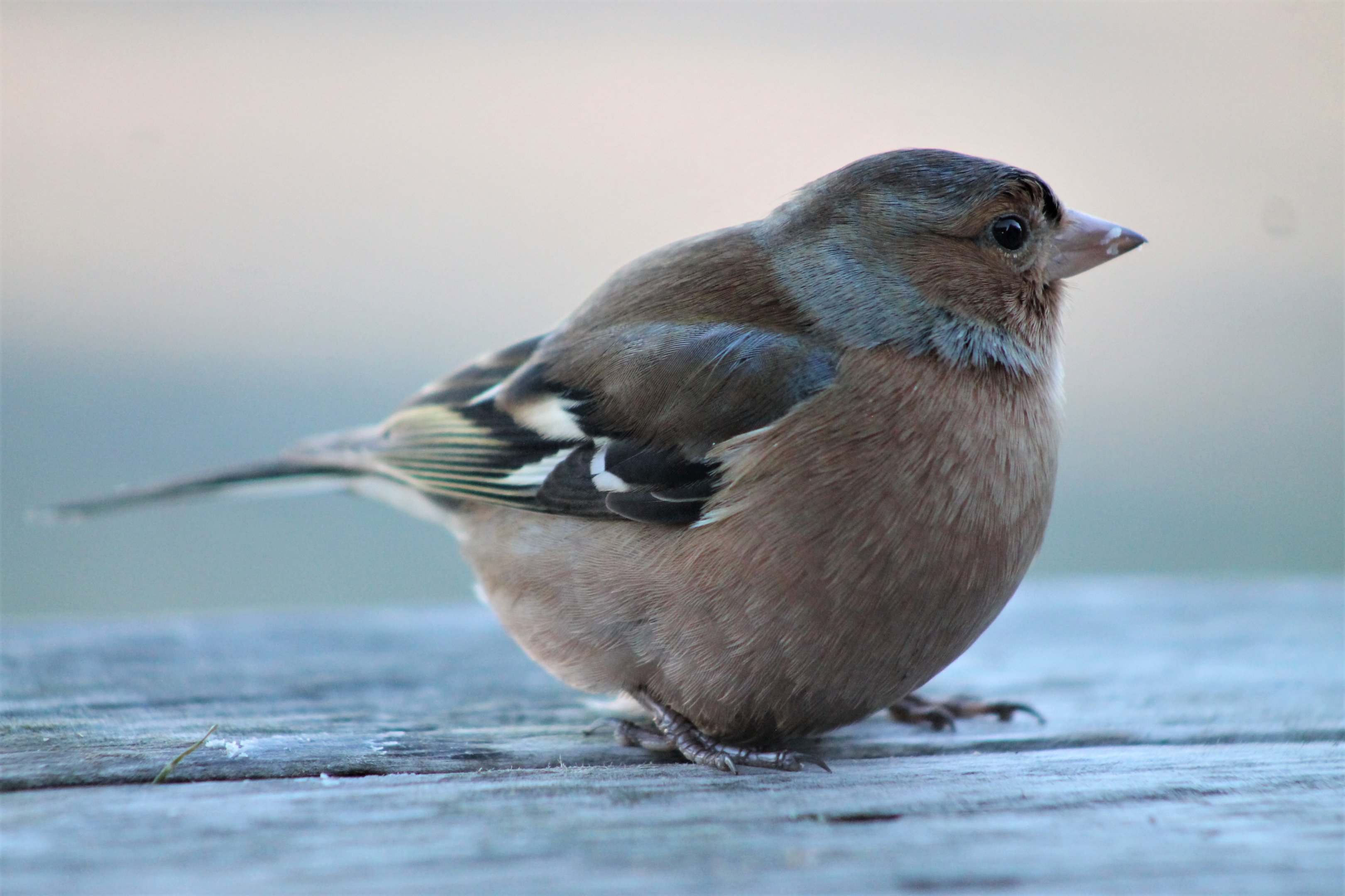 Chaffinch (Fringilla coelebs) male