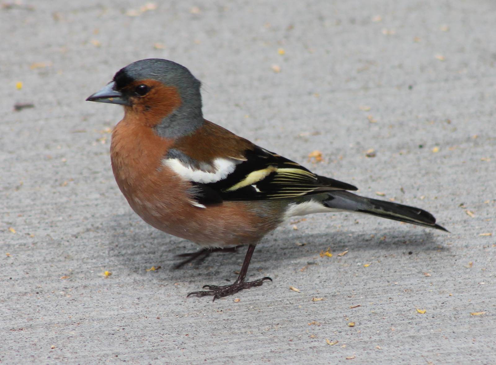 Chaffinch male
