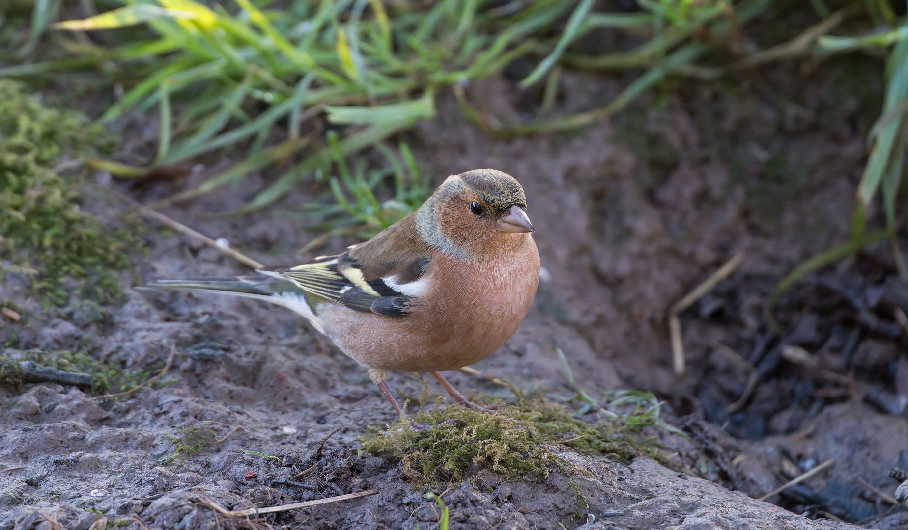 Chaffinch, wild, UK