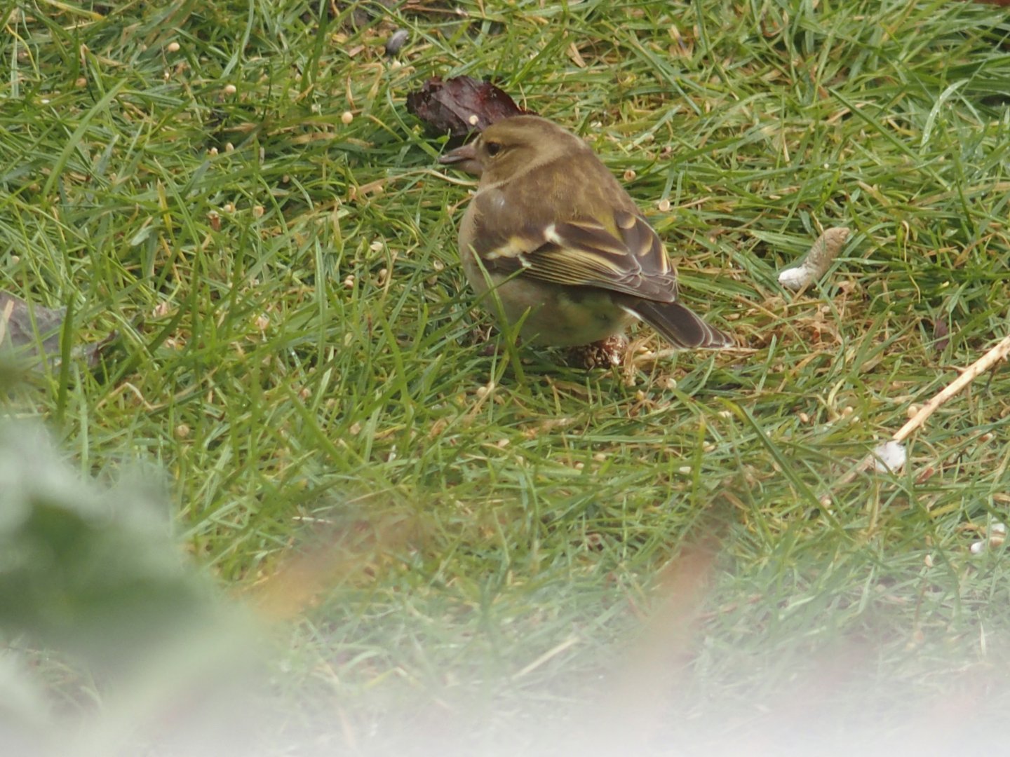 chaffinch with warty foot