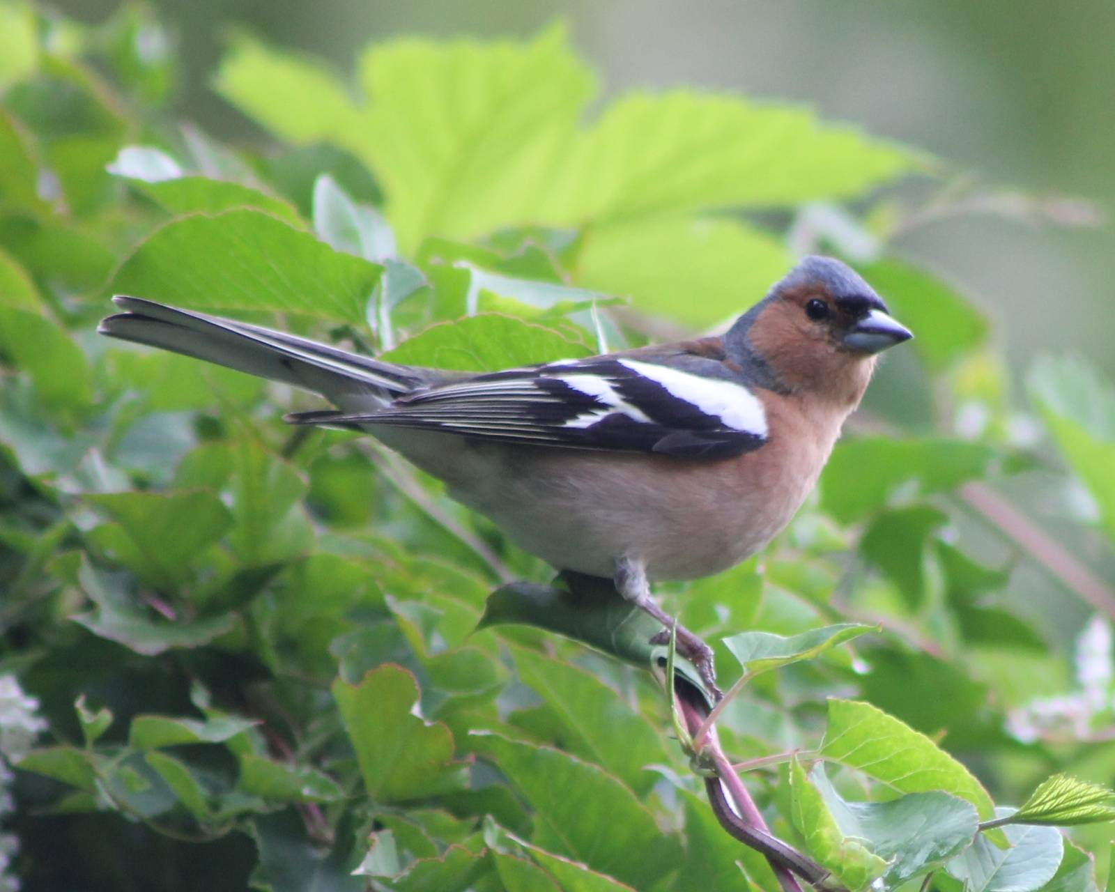 Chaffinch
