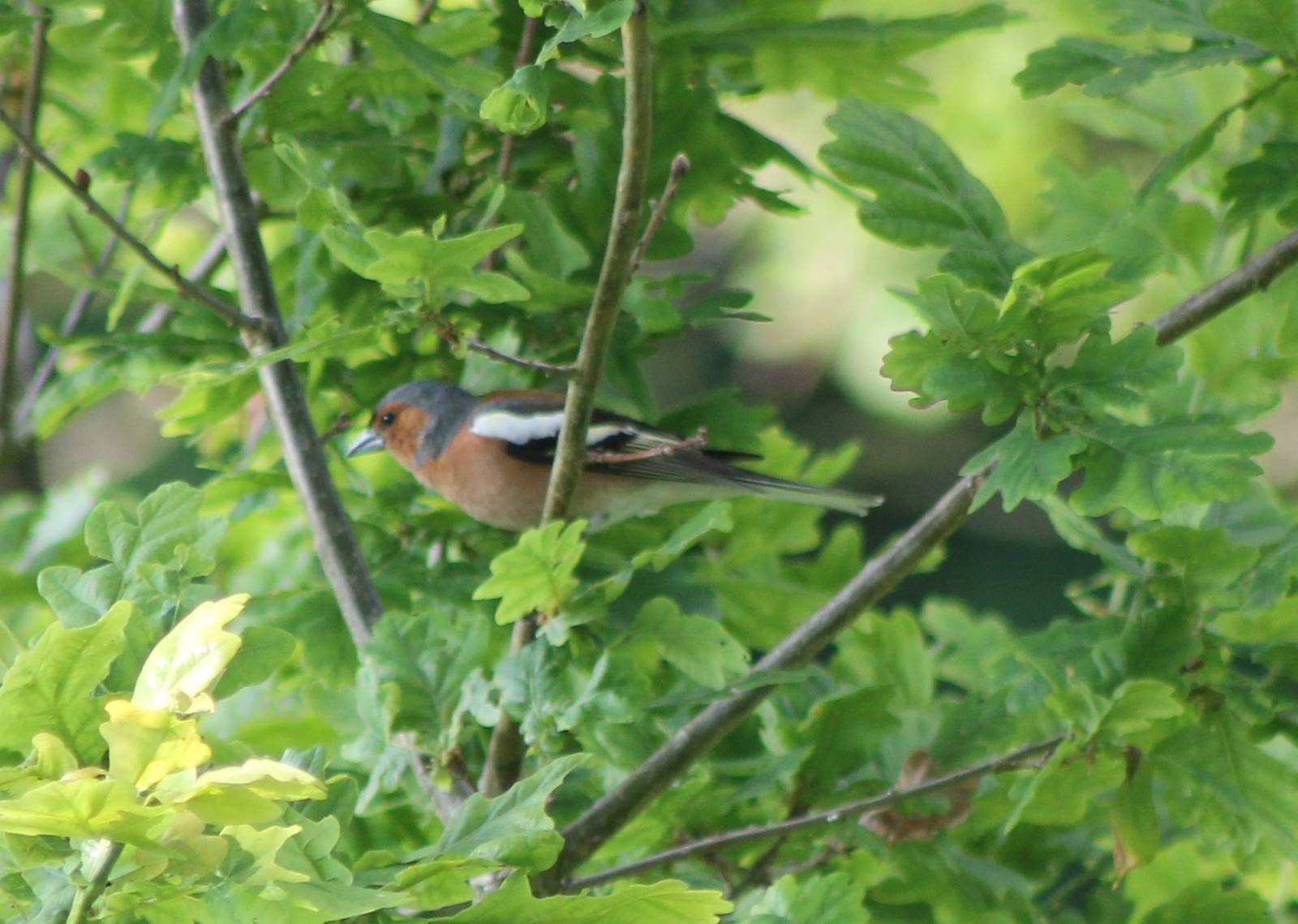 Chaffinch