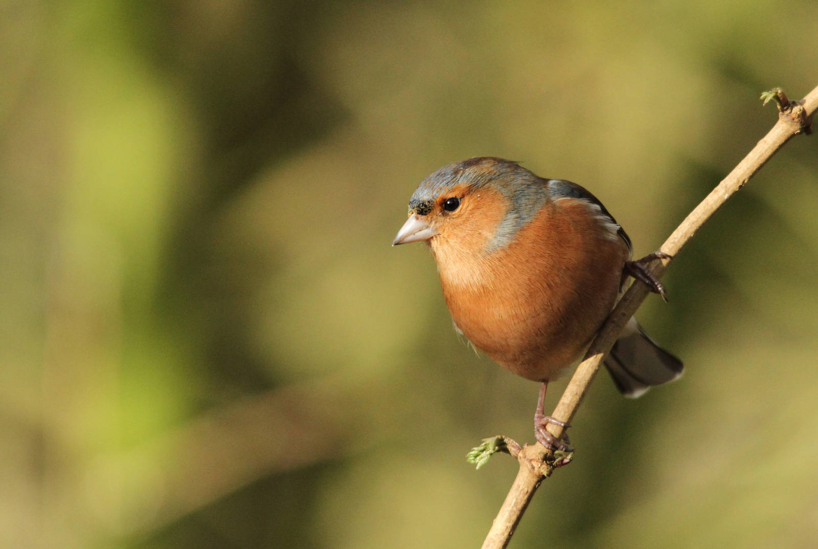 Chaffinch
