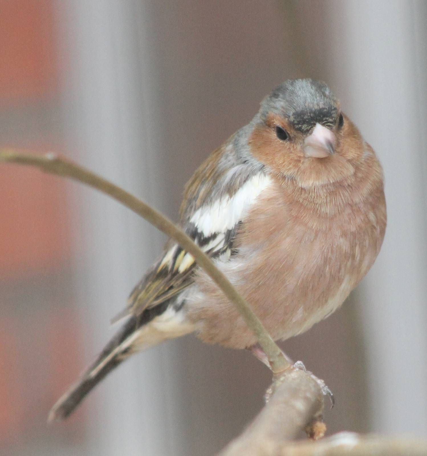 Chaffinch