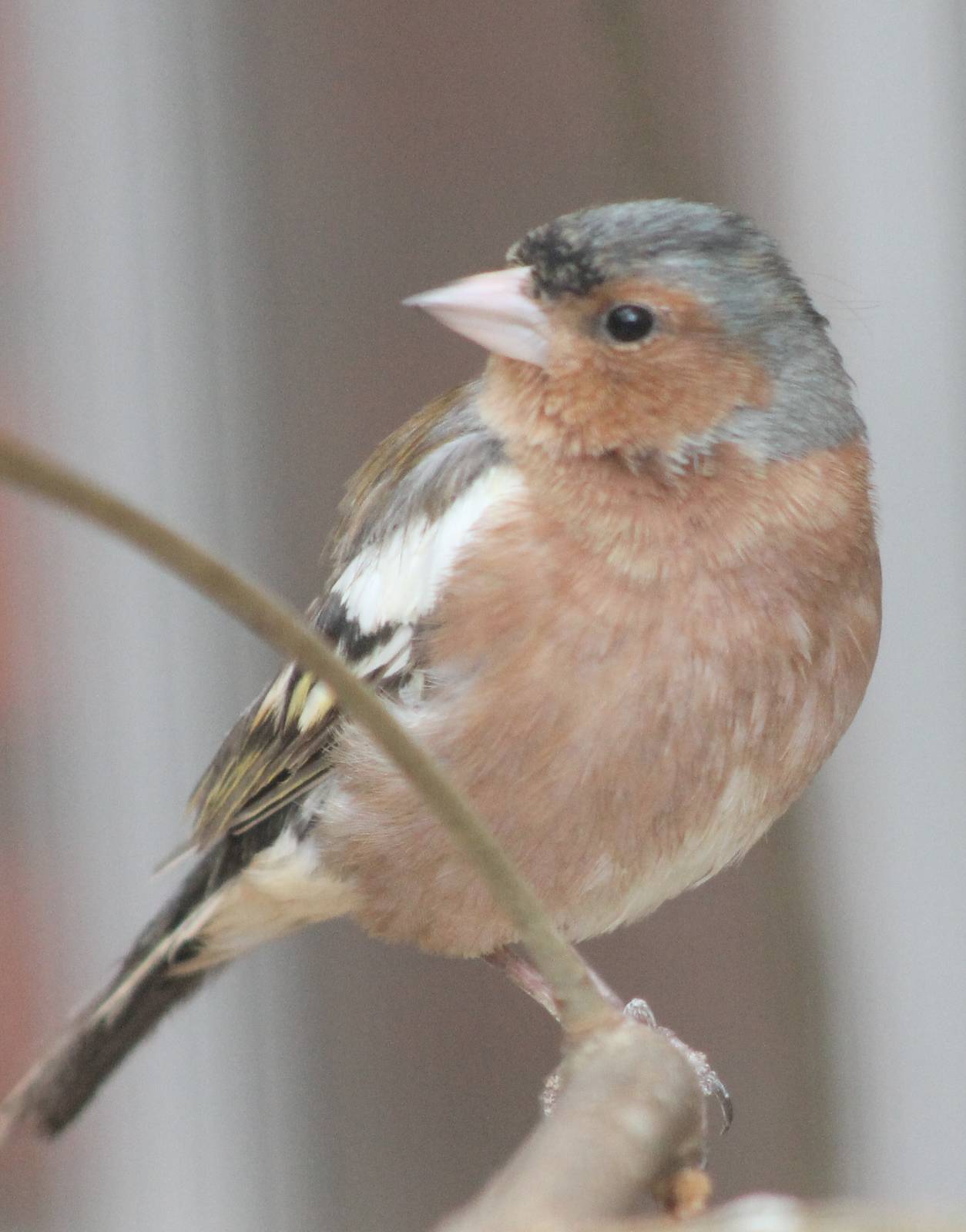 Chaffinch