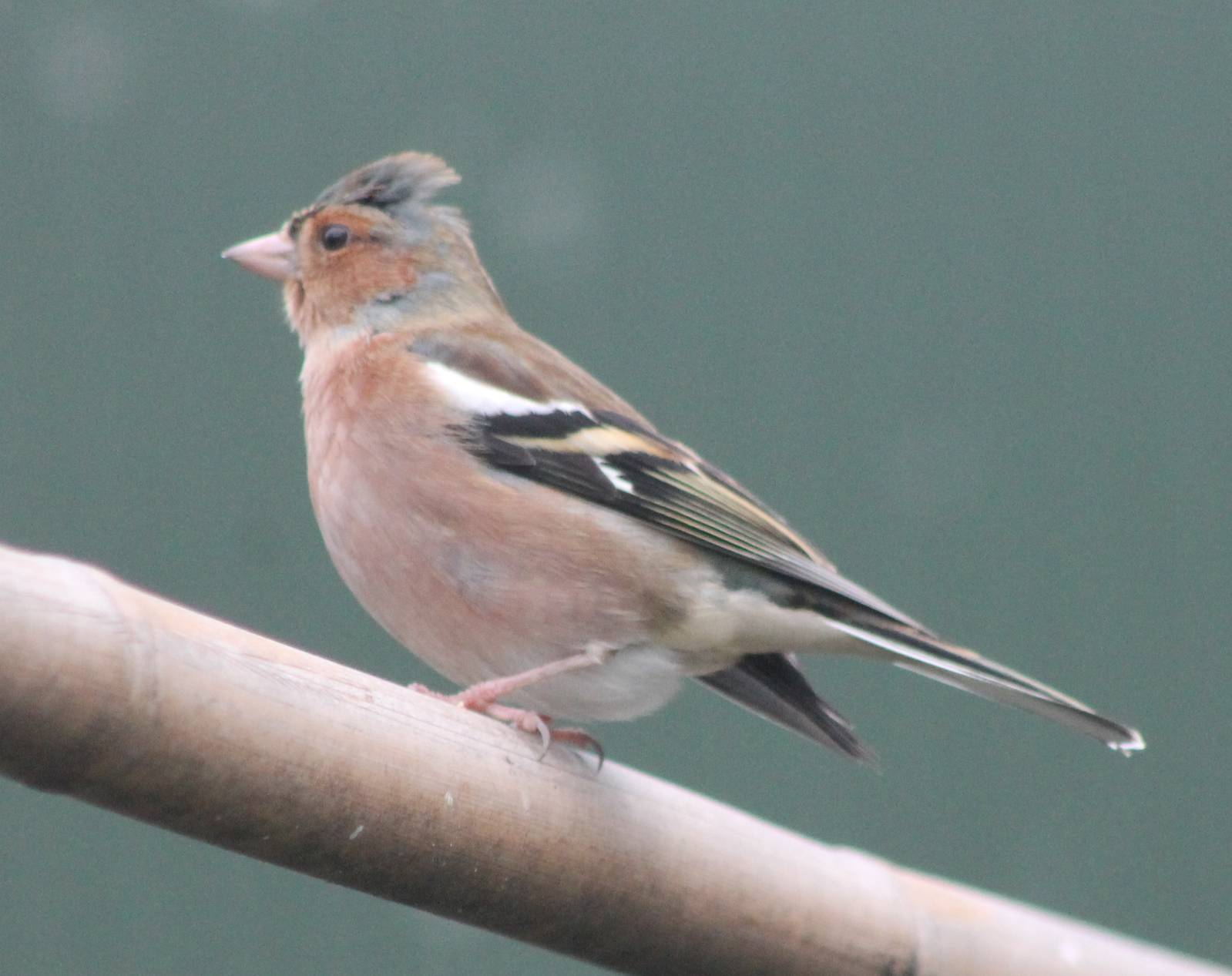 Chaffinch