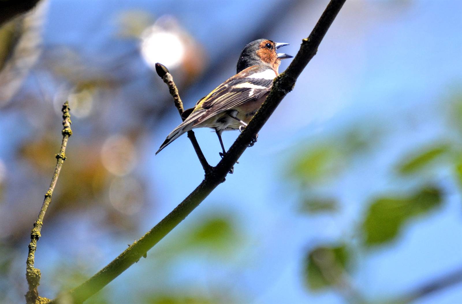 Chaffinch