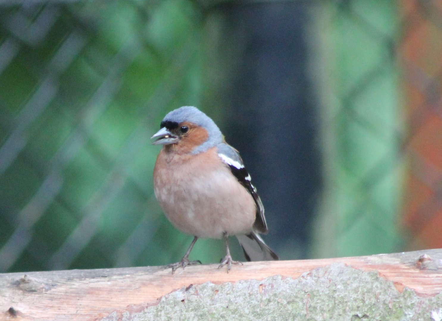 Chaffinch