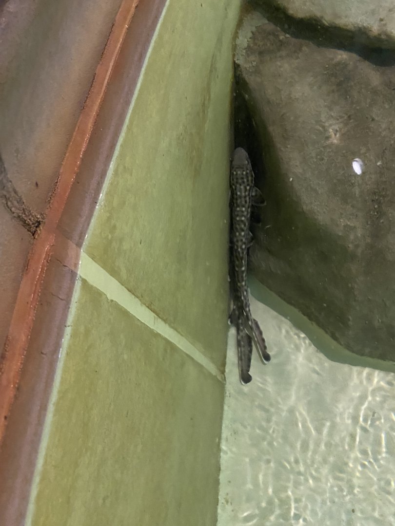 Chain Catshark, 3-24-24