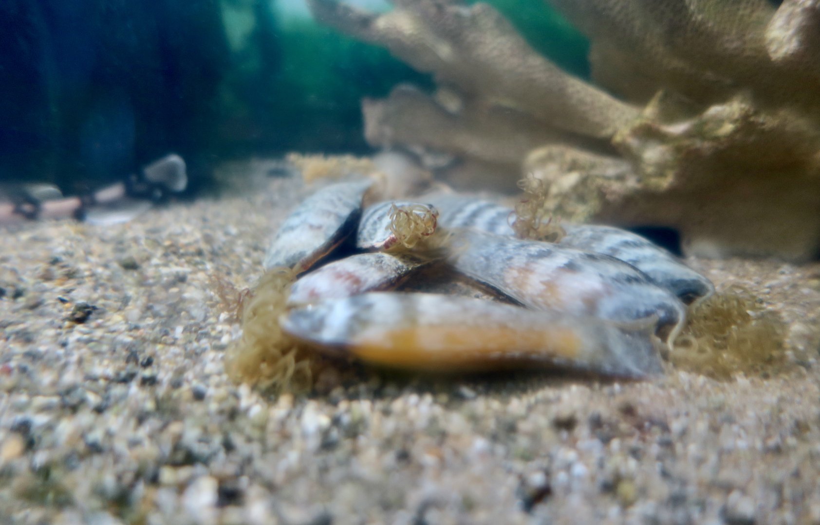 Chain Catshark (Scyliorhinus retifer) egg cases