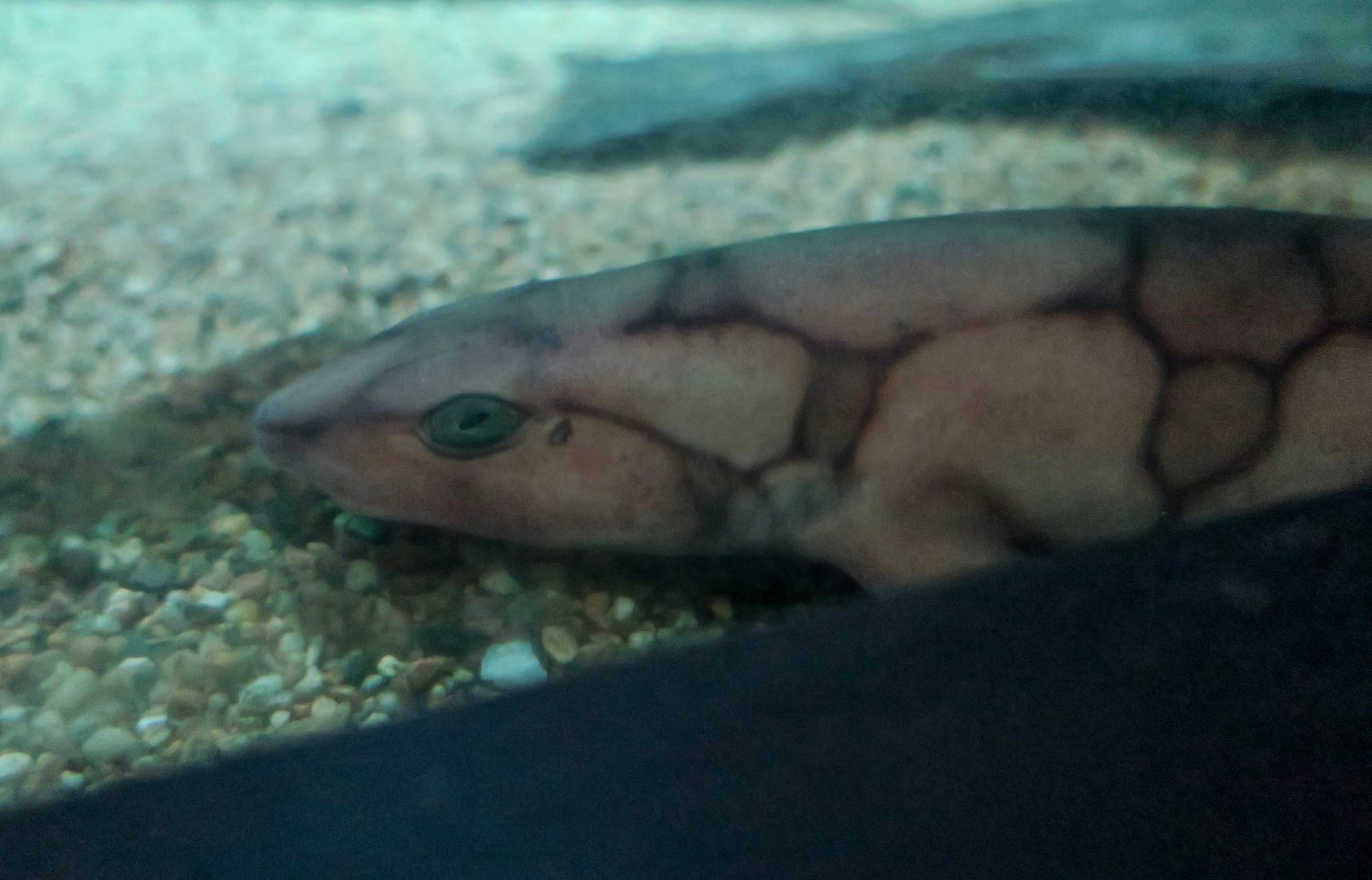 Chain Catshark (Scyliorhinus retifer)