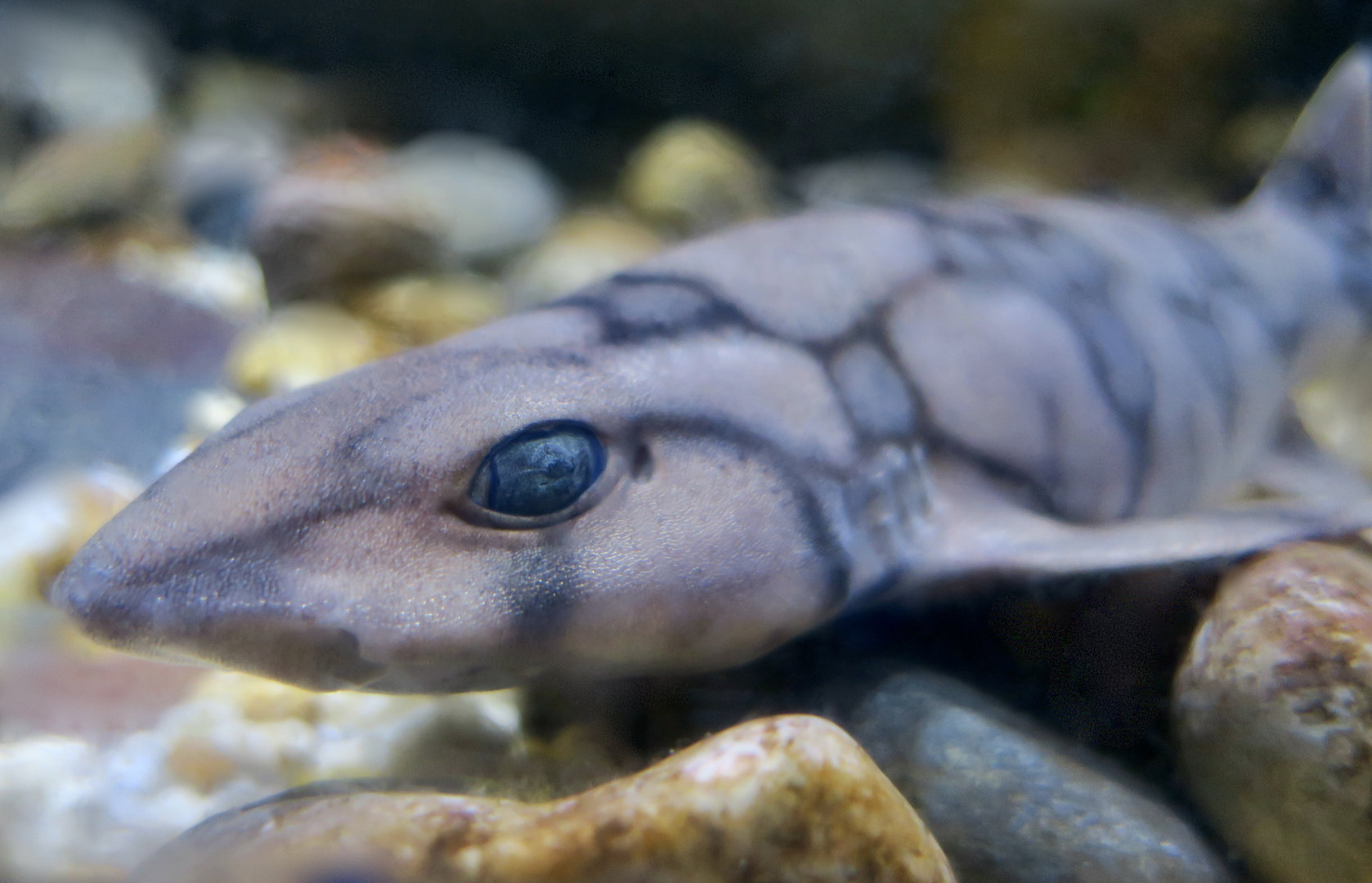 Chain Catshark (Scyliorhinus retifer)