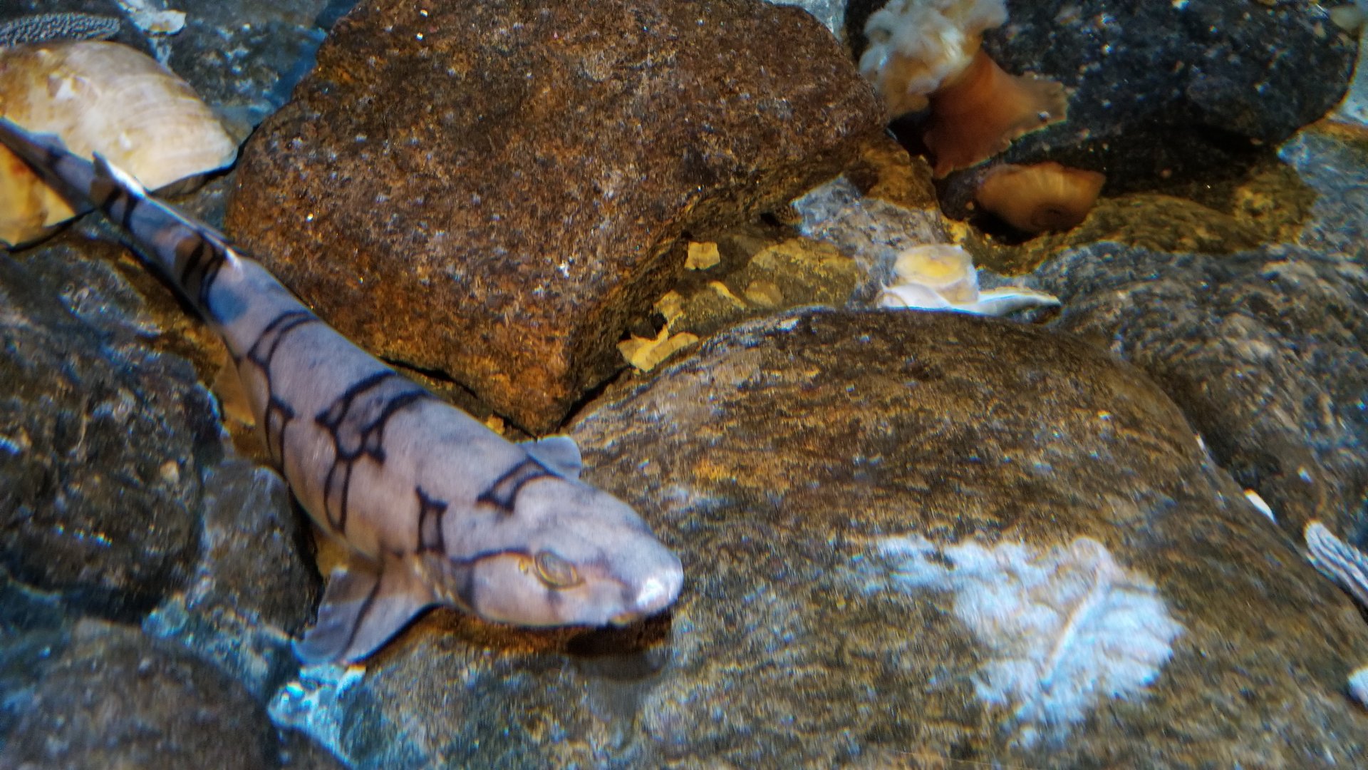 Chain catshark