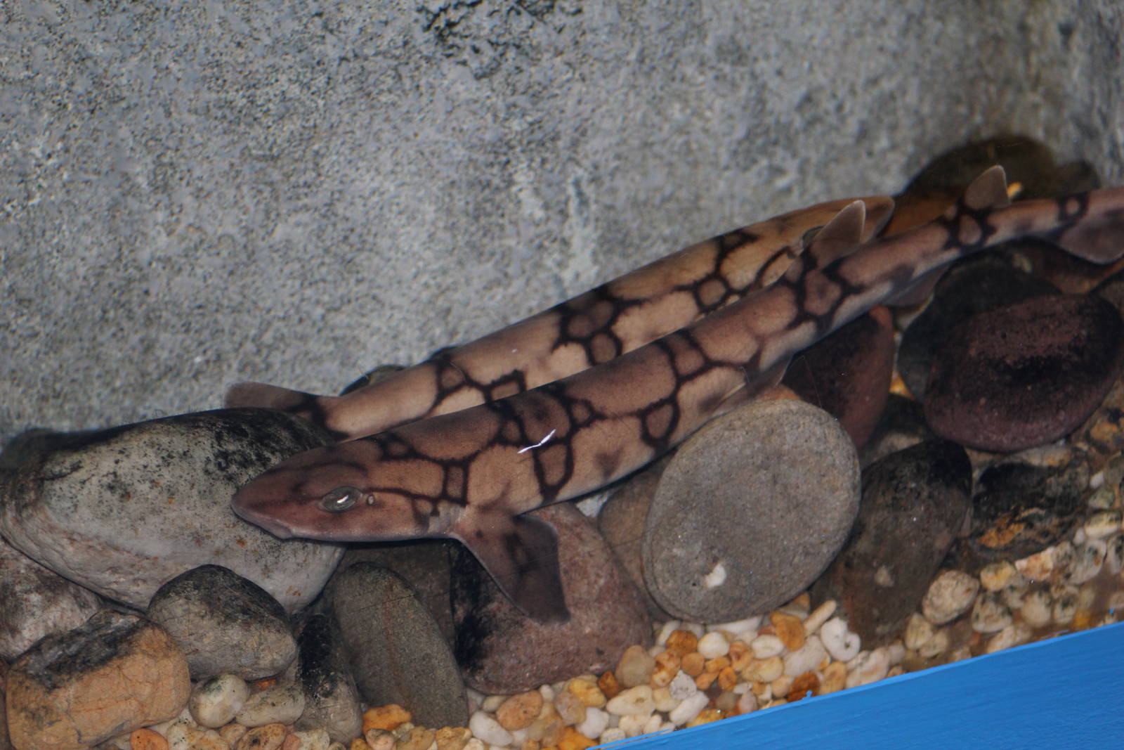 Chain Catsharks