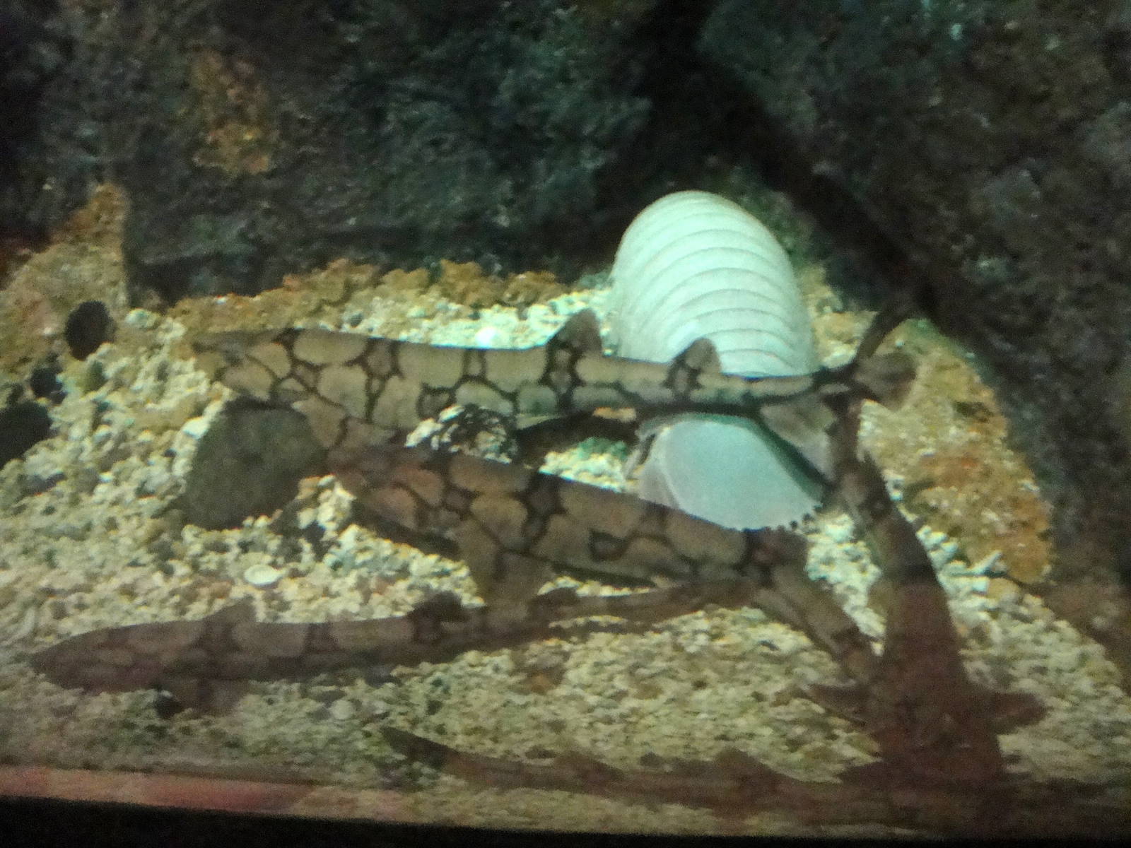 Chain Dogfish and Giant Isopod