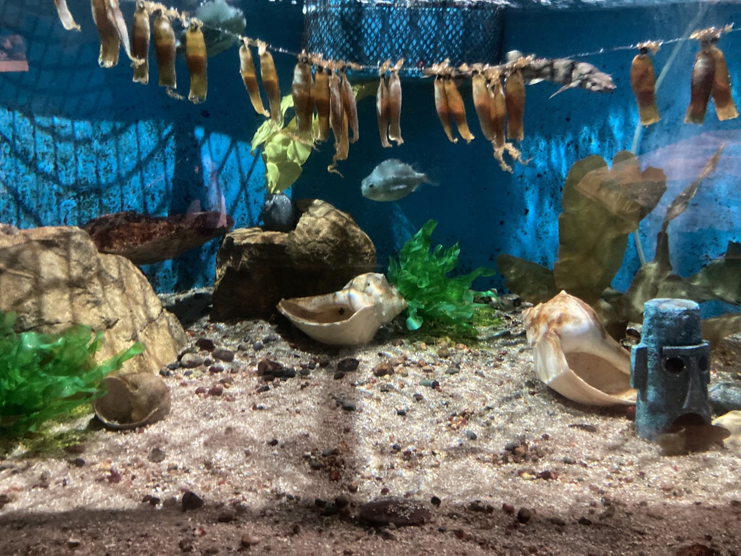 Chain Dogfish Egg Cases