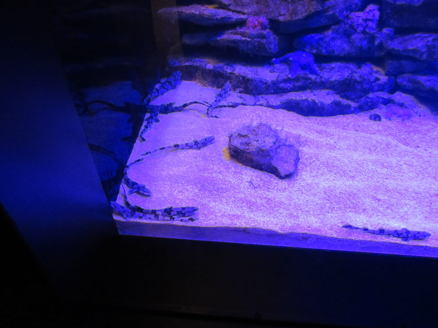 Chain Dogfish Exhibit