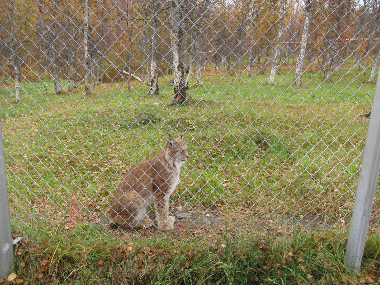 Chain-lynx fence