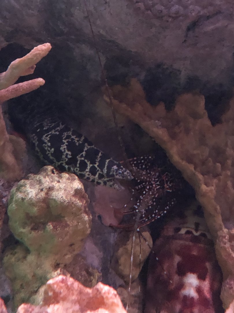 Chain Moray and Spiny Lobster