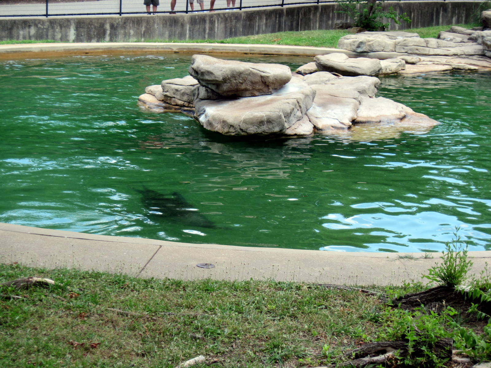 Chain of Lakes-California Sea Lion