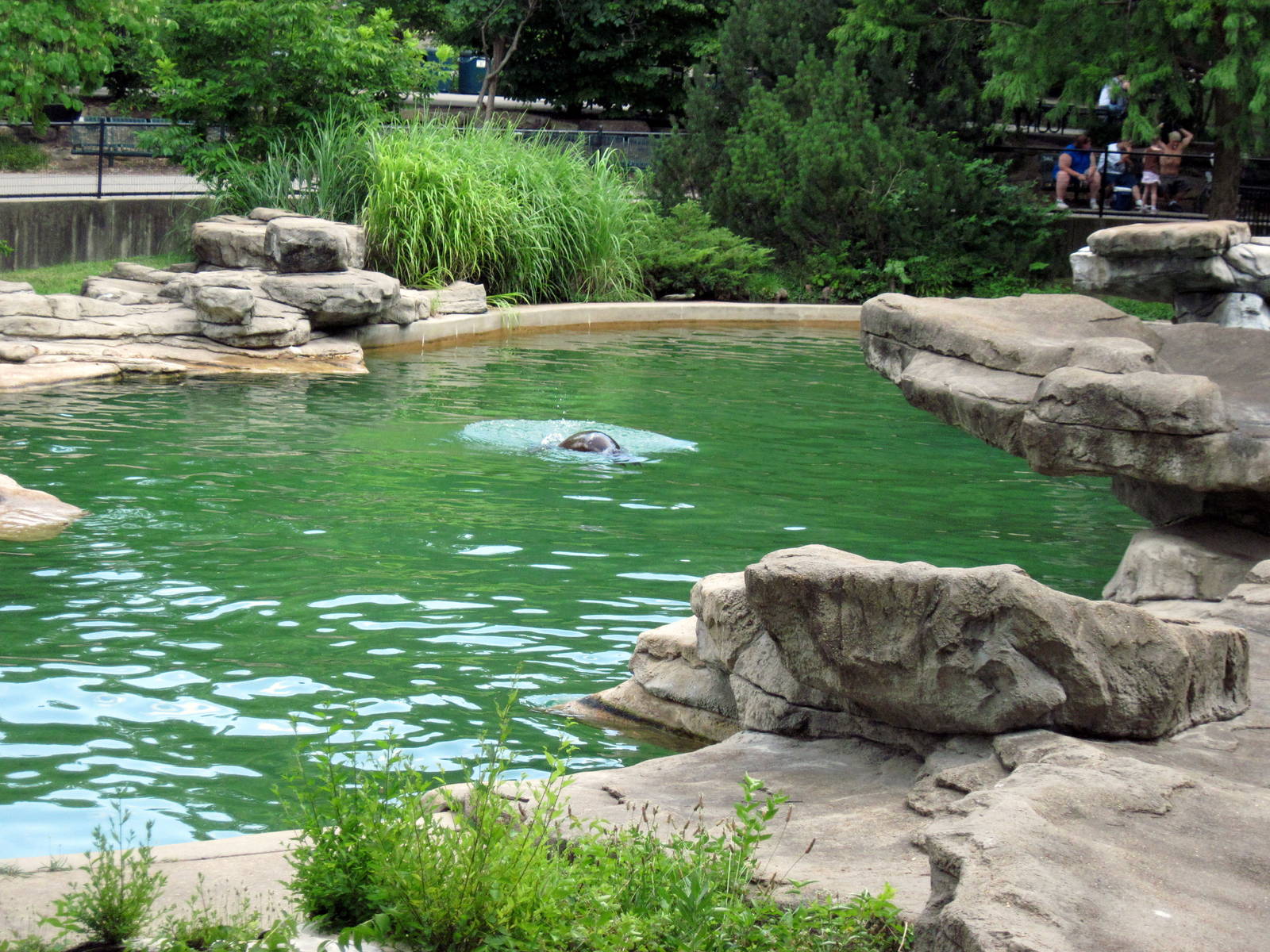 Chain of Lakes-California Sea Lion