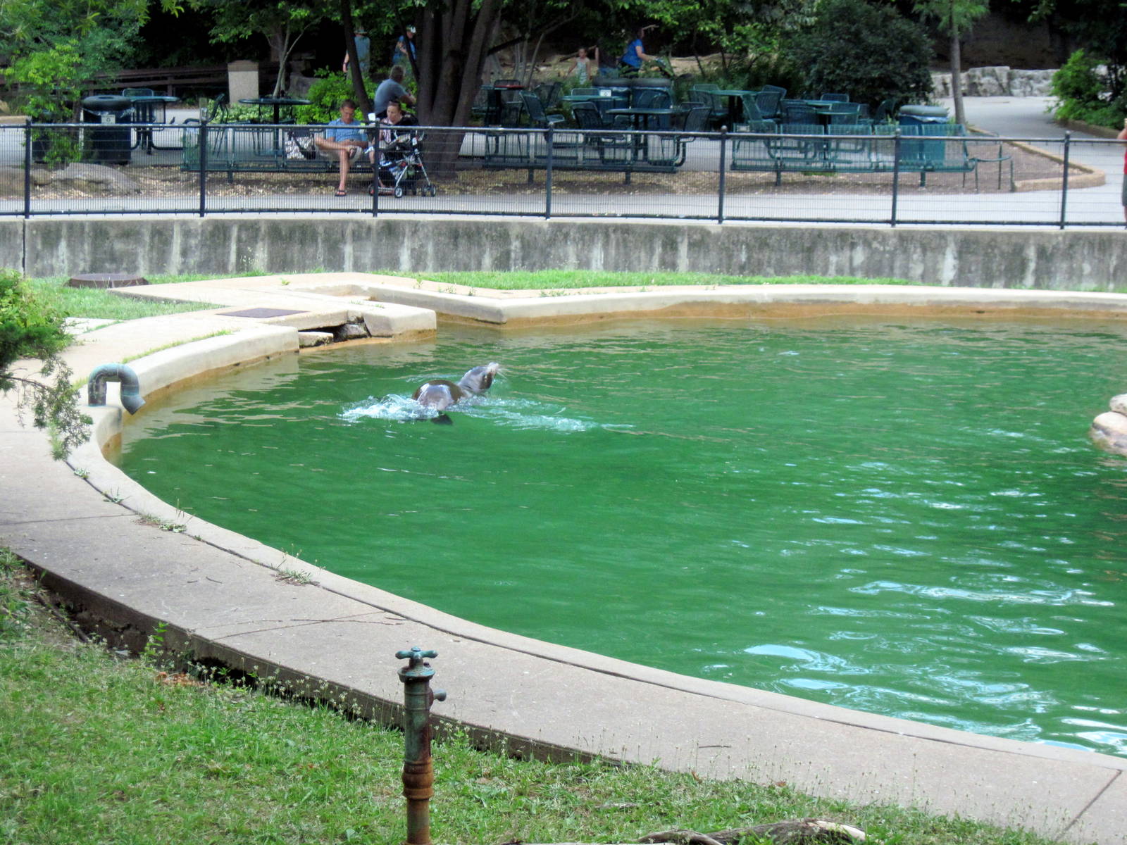Chain of Lakes-California Sea Lion
