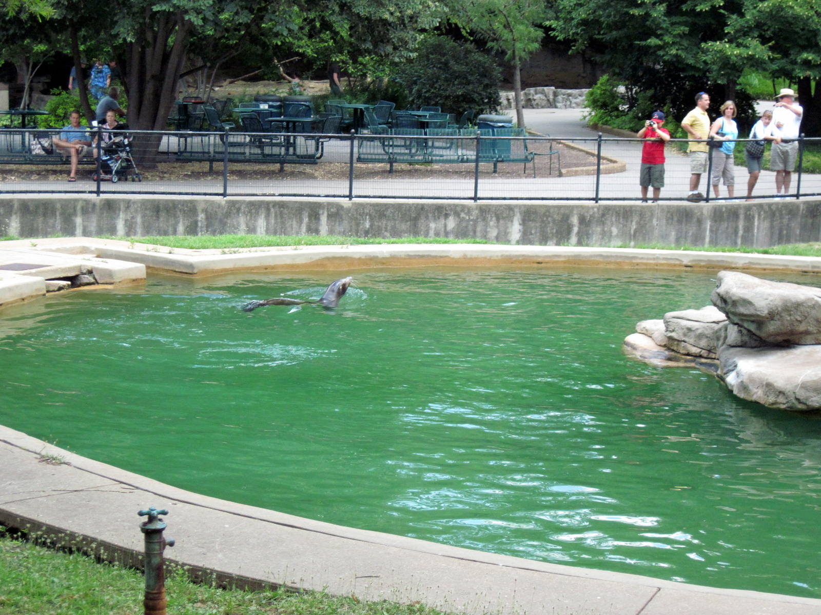 Chain of Lakes-California Sea Lion
