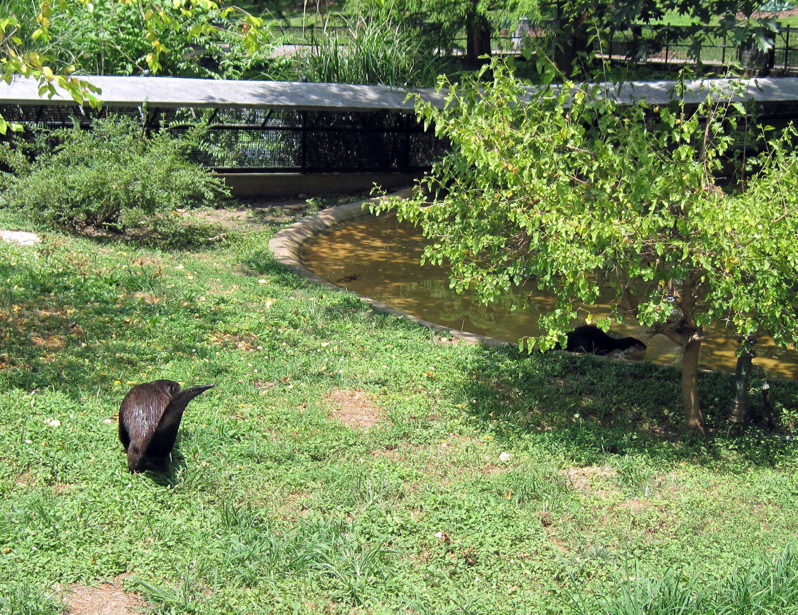 Chain of Lakes-North American River Otter