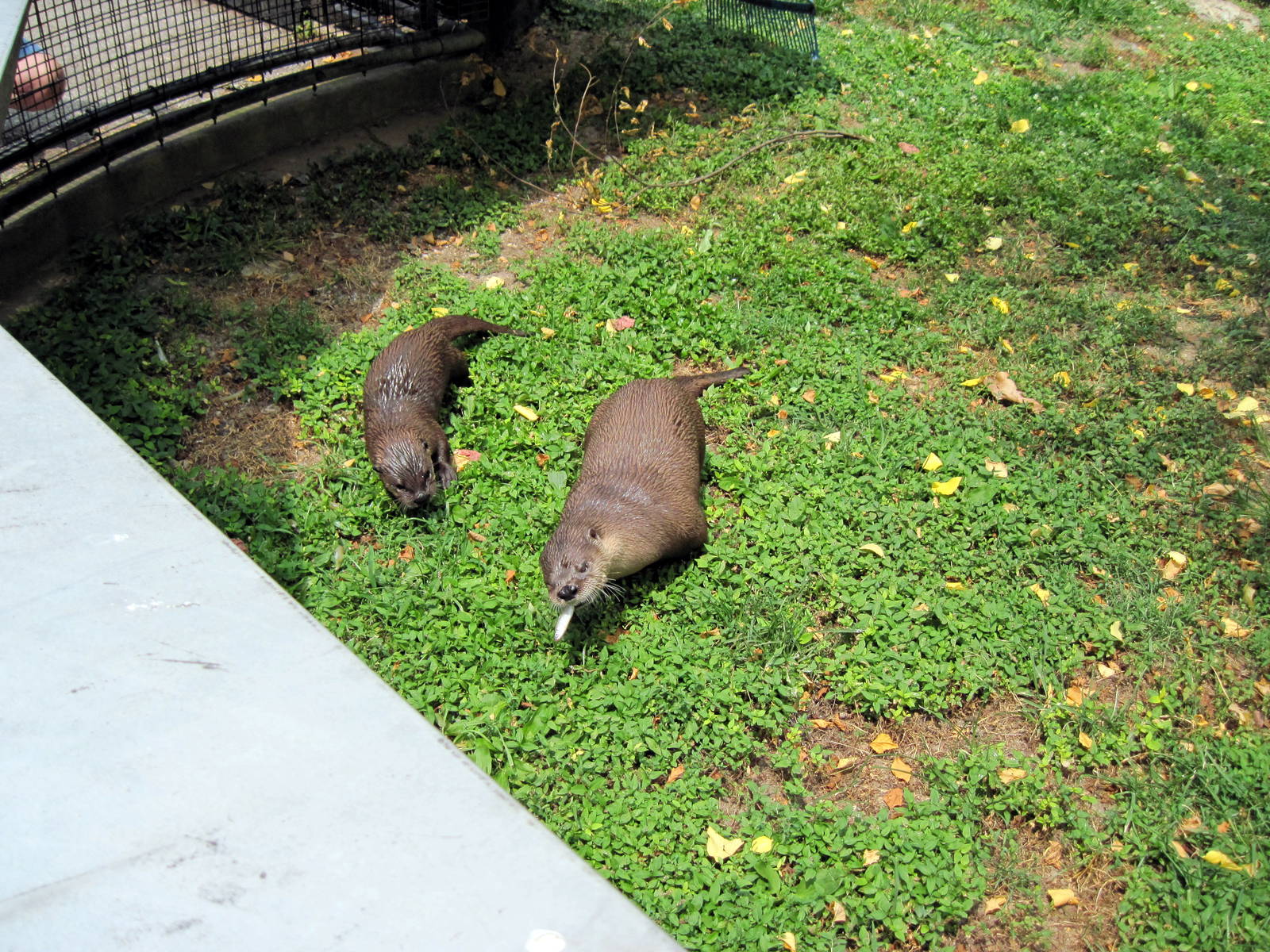 Chain of Lakes-North American River Otters