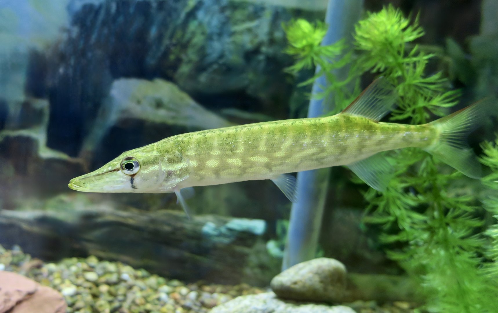 Chain Pickerel (Esox niger) - Cold Spring Harbor Fish Hatchery & Aquarium